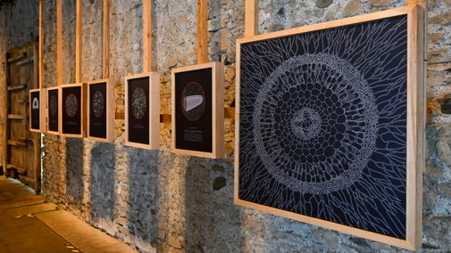Framed artworks illustrating soil and fungal networks displayed along a historic stone wall as part of the exhibition on soil at Sizergh.